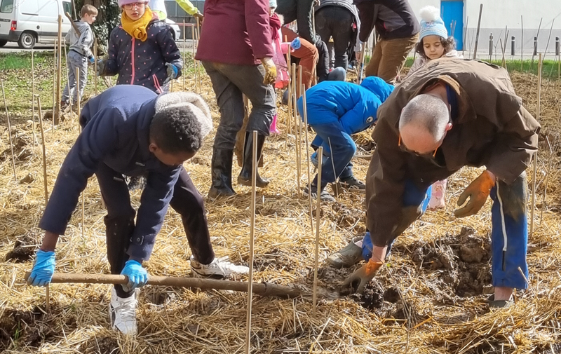 Micro-forêt à Strasbourg