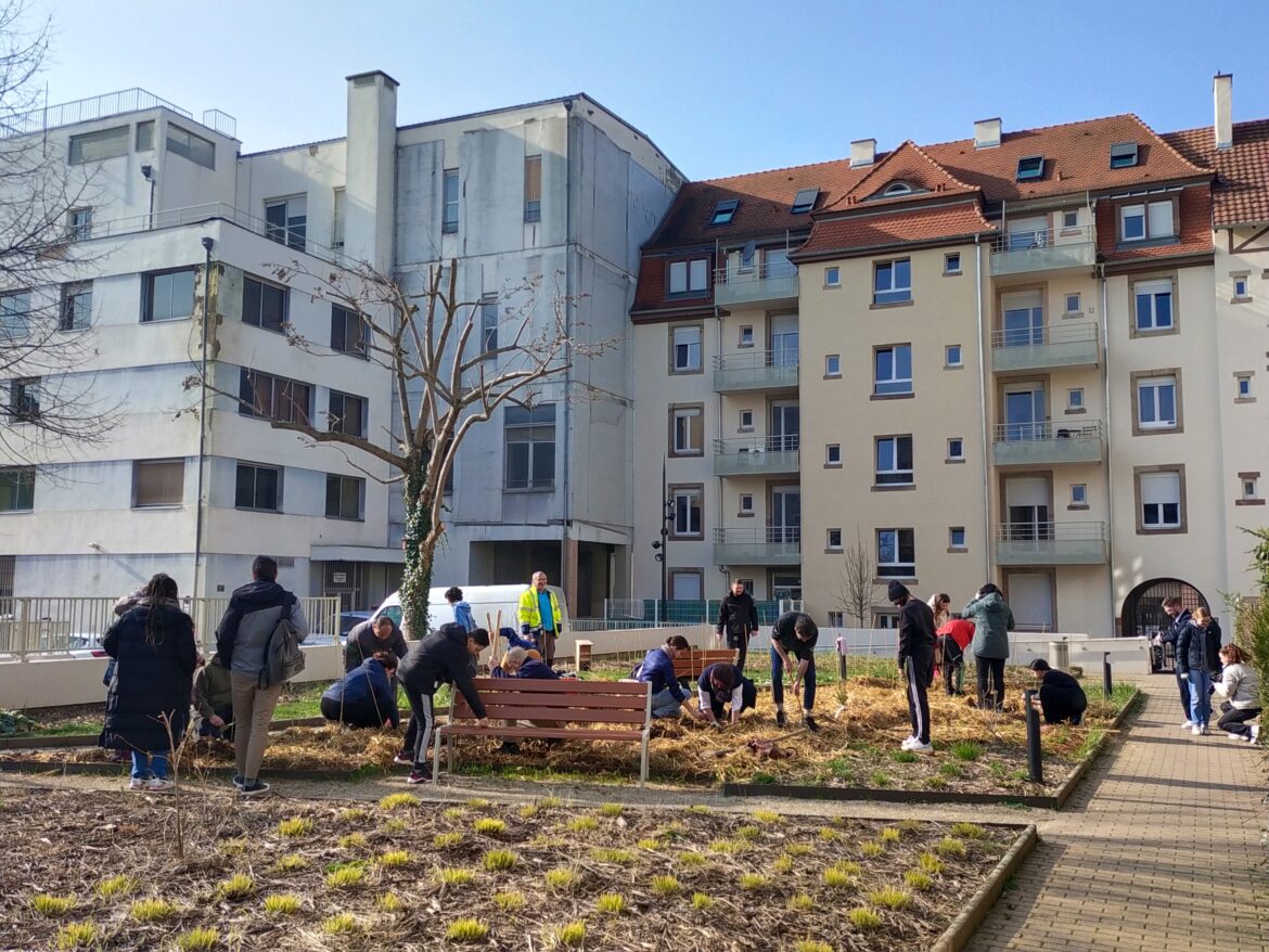 Micro-foret Néolia Strasbourg