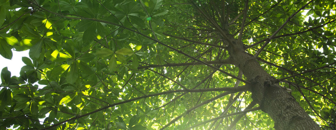 Semaine européenne du développement durable