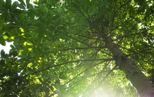 Semaine européenne du développement durable